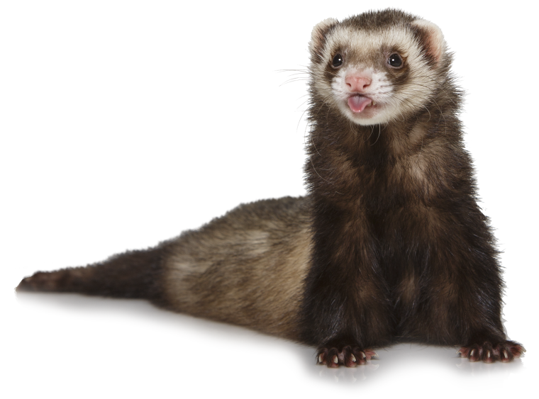 Соболь на белом фоне