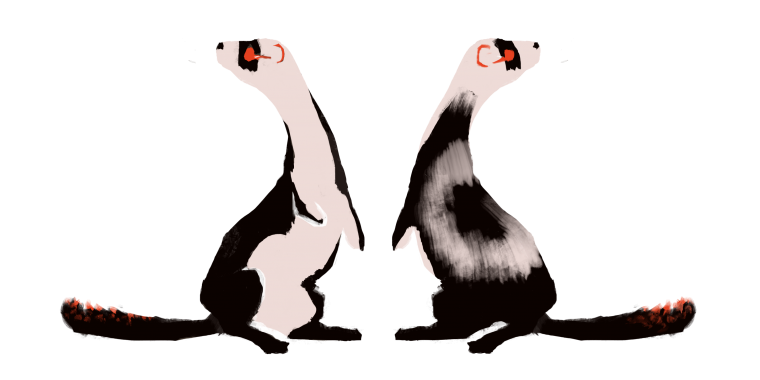 Ростовские степи хорек коричневый