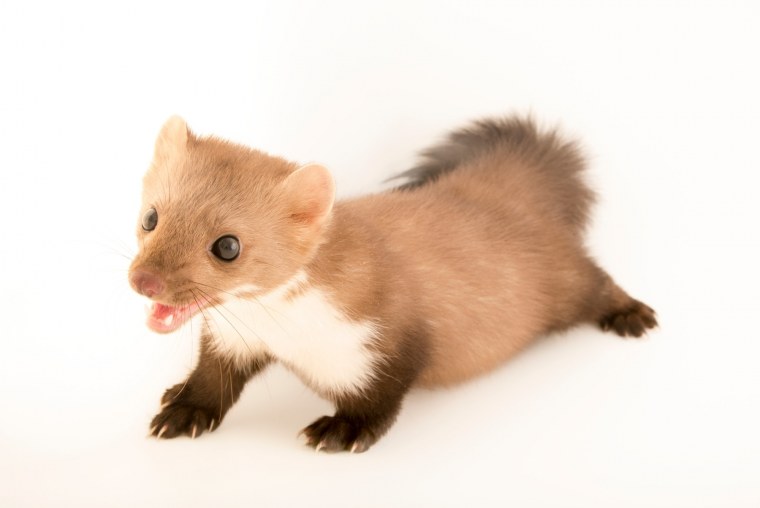 Норка Соболь хорек