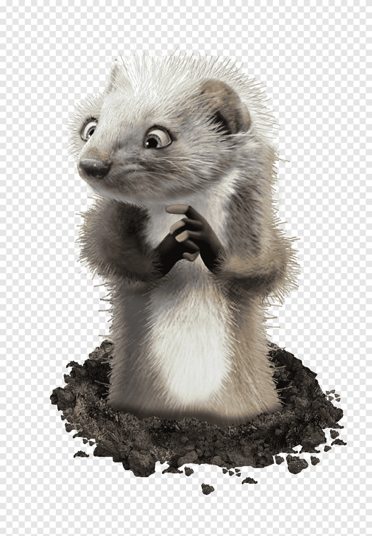 Хорек на белом фоне