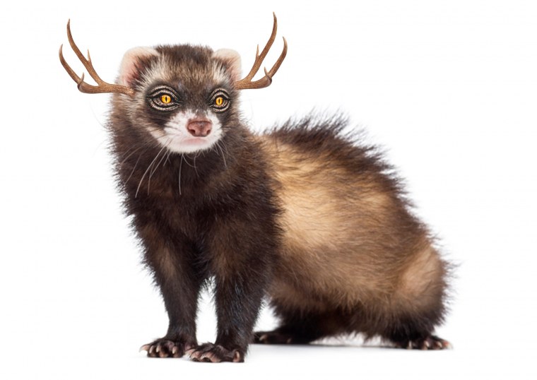 Степной хорек на белом фоне