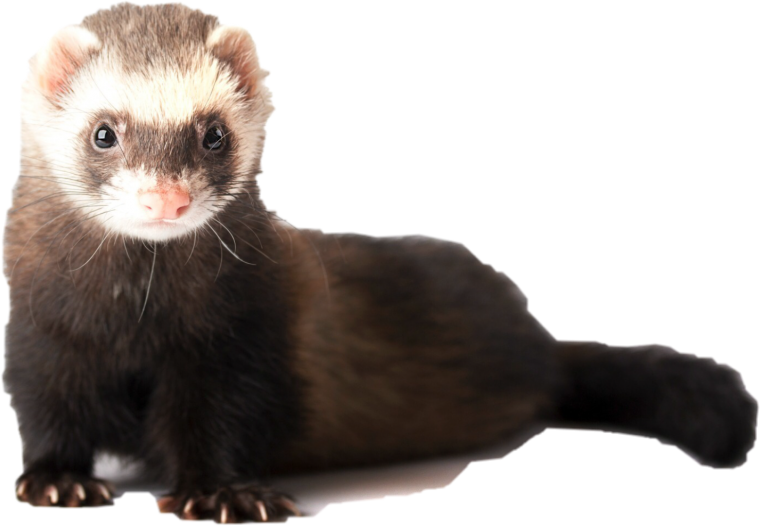 Хорек на белом фоне