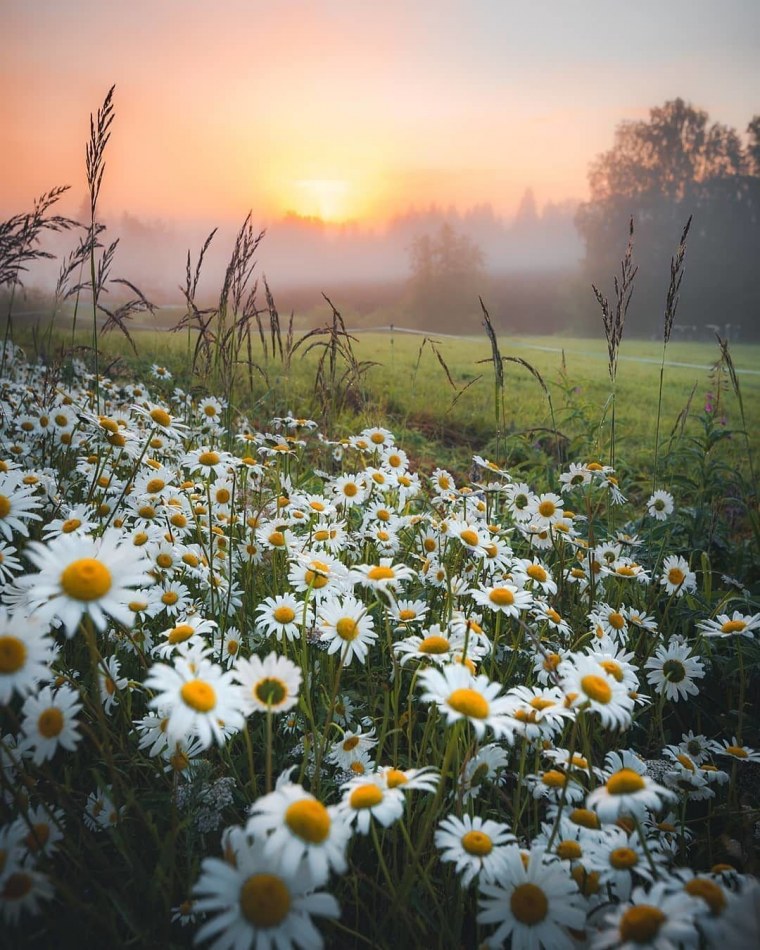 Летнее утро