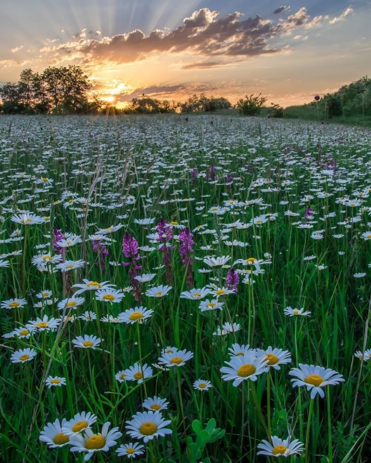 Ромашковое поле