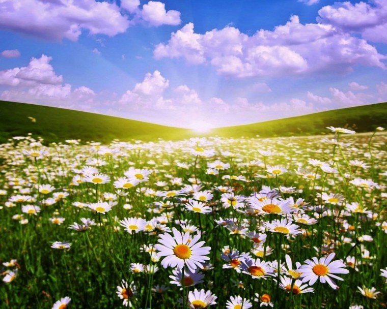 Поле ромашек