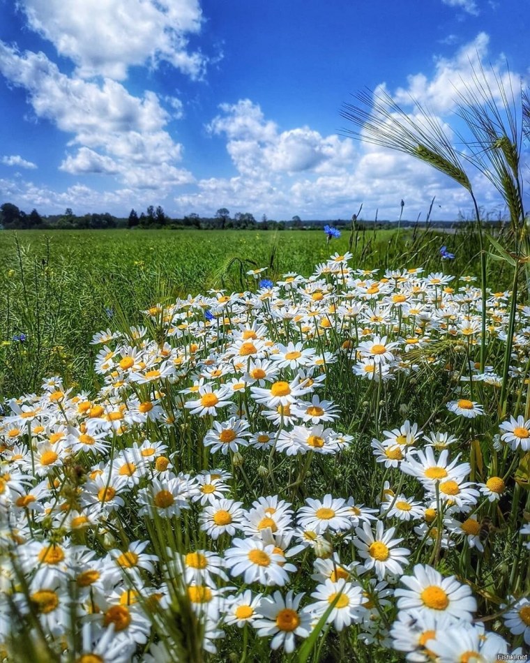 Ромашковое поле Каменск Уральский