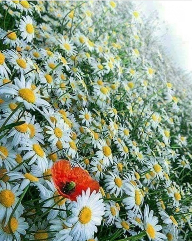 Полевые ромашки
