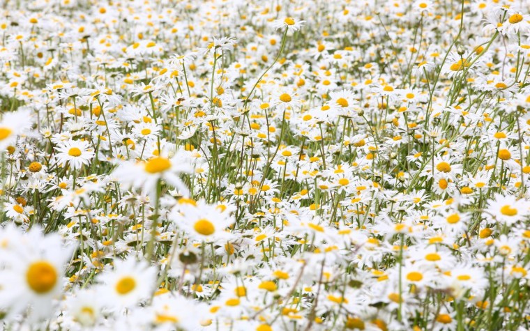 Ромашковое поле