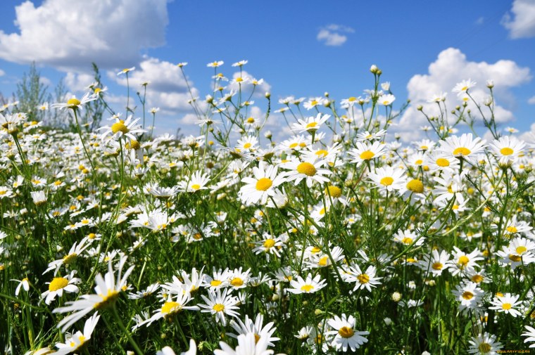 Ромашка Луговая