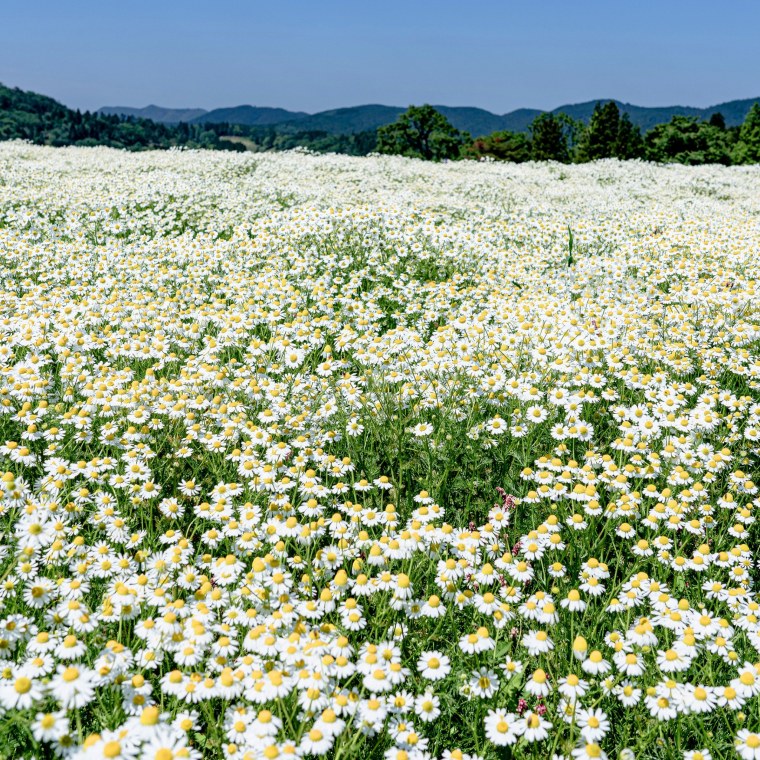 Ромашковая Поляна Хаджох
