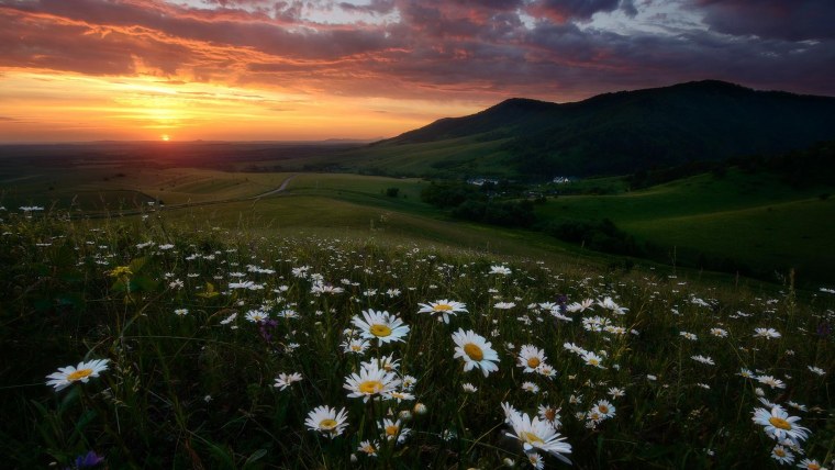 Ромашковое поле