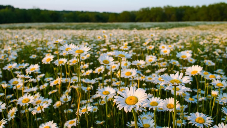 Картинки на рабочий стол лето