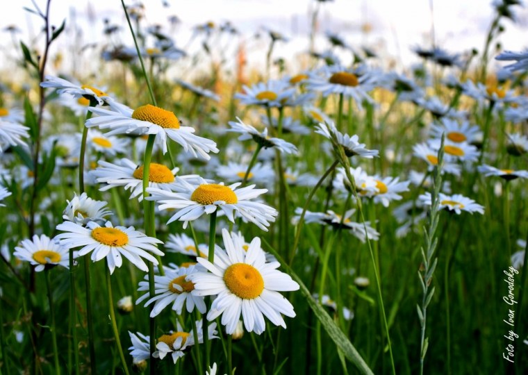 Красивое поле ромашек