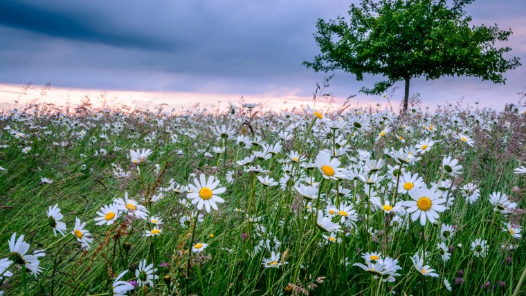 Поле ромашек