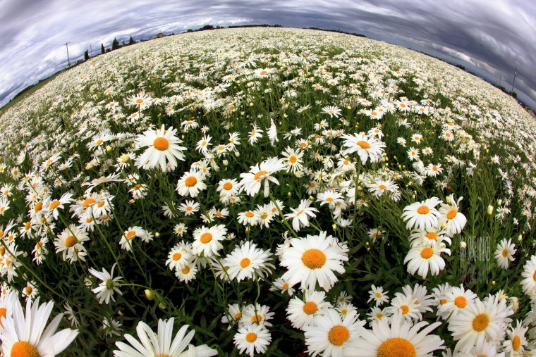 Красивое поле ромашек