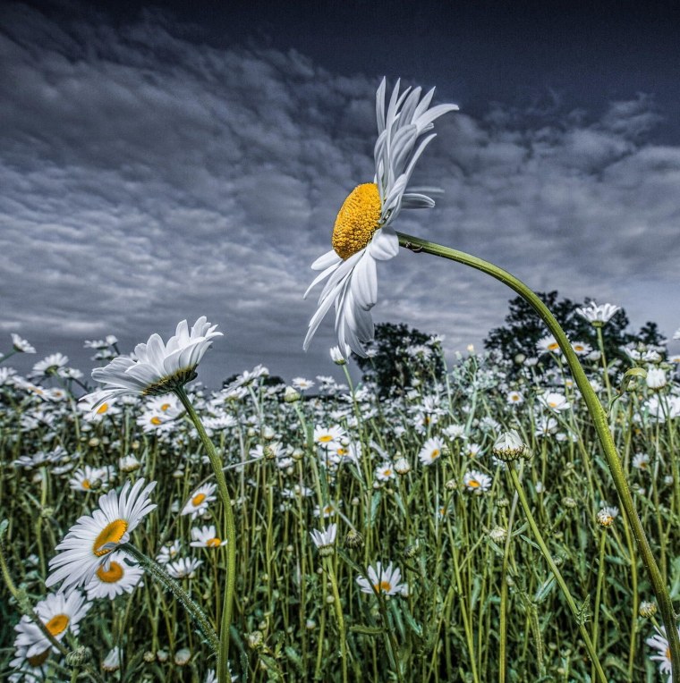 Поле цветов ромашки