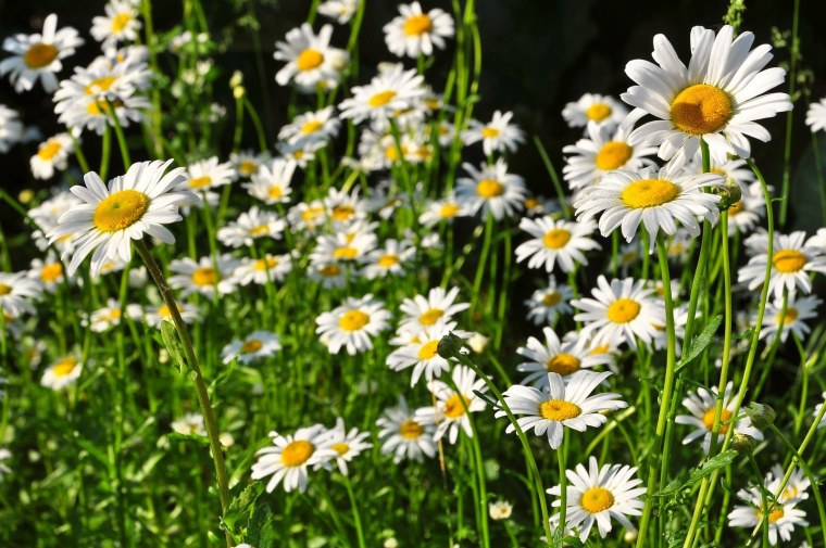 Ромашки фото на рабочий стол