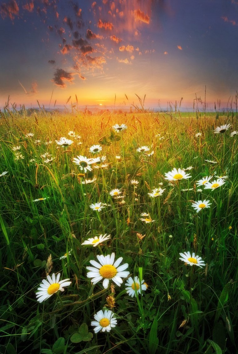 Ромашки на лугу