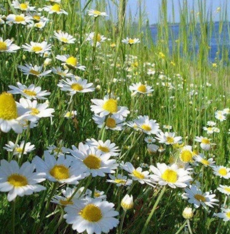 Ромашки на лугу