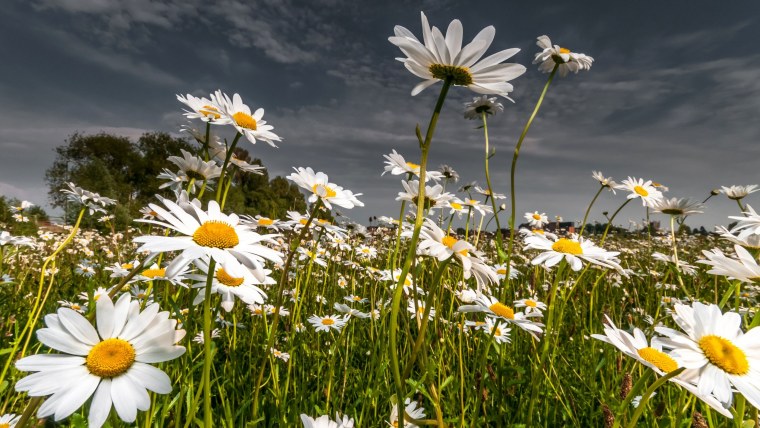 Природа поле ромашки