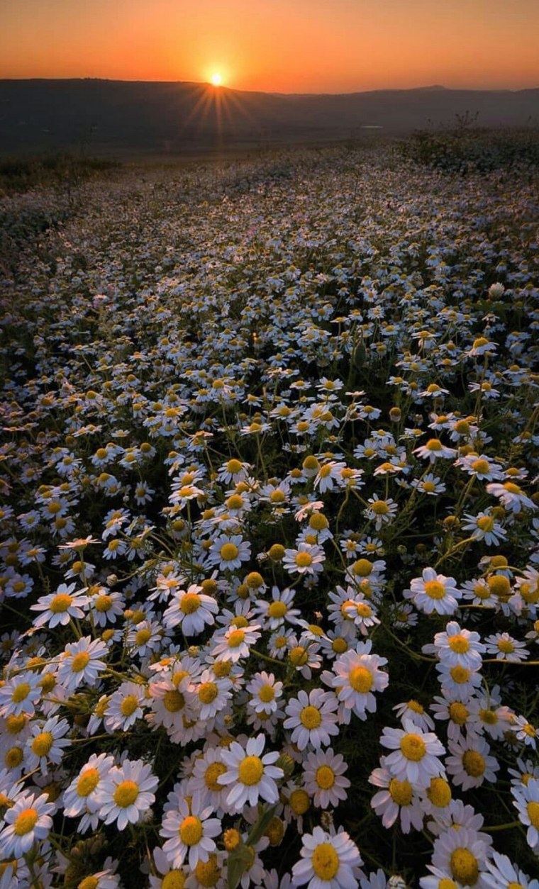 Поле цветов ромашки