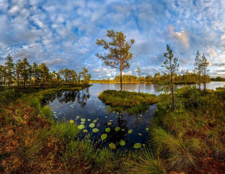 Васюганское болото