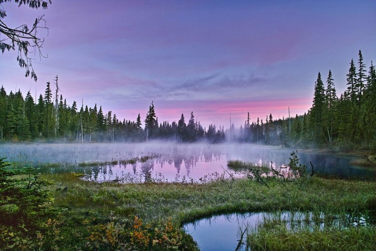 Пейзаж болото