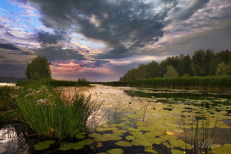 Княжий мост болото