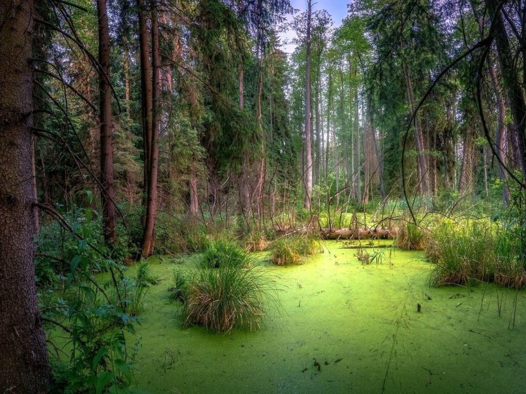 Лесная опушка болотце