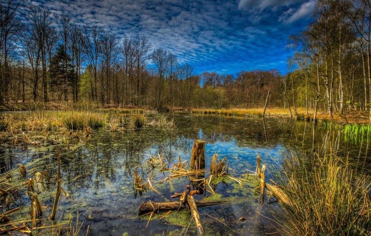 Болотная трясина