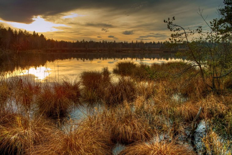 Болота Манчак в Луизиане