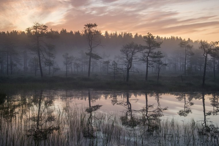 Болотистый лес Румыния