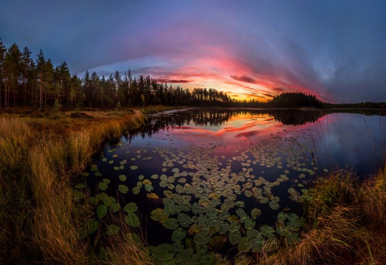 Эстетика болота