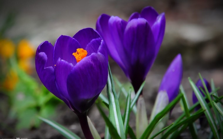 Весна подснежники крокусы