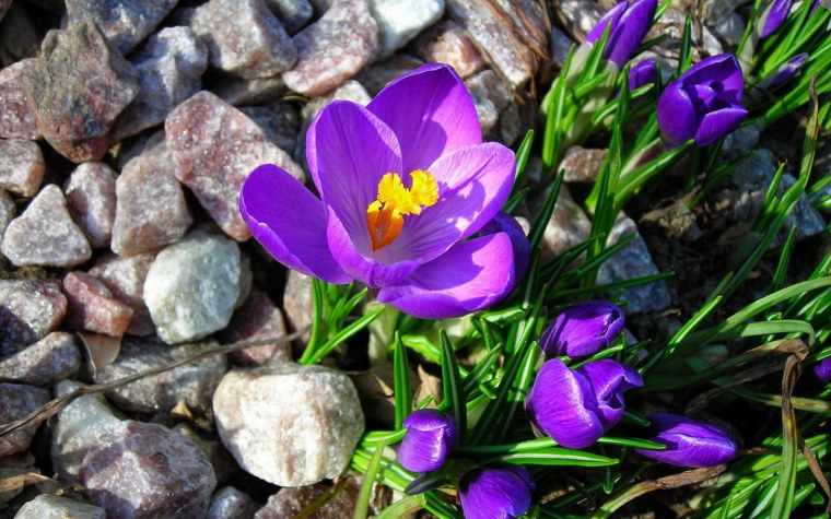 Первоцвет сиреневый Крокус