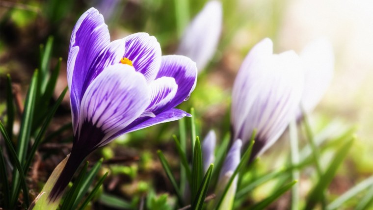 Крокусы на темном фоне