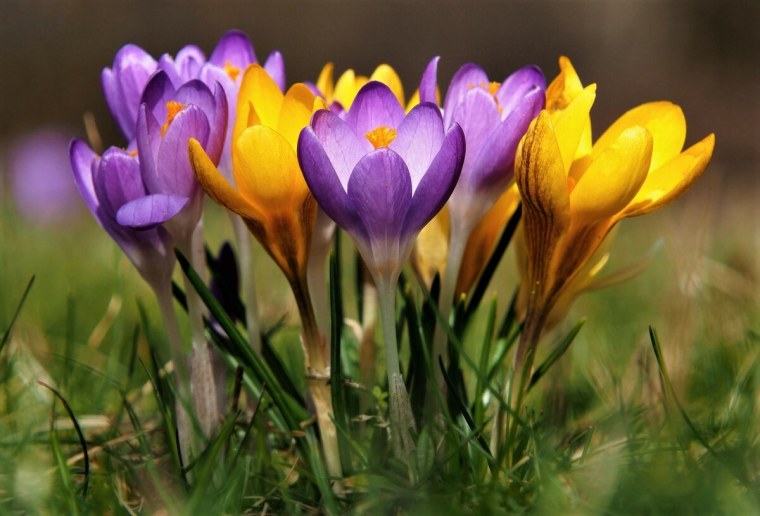 «Алмазная мозаика "крокусы"»