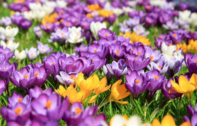 Крокус Макросъемка