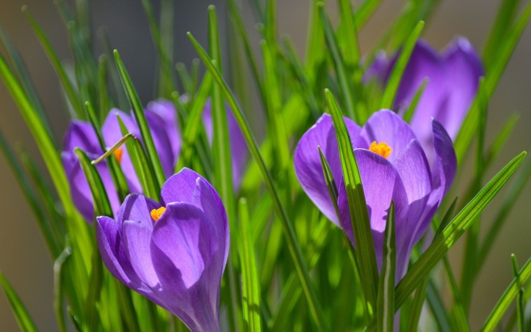 Крокус Шафран весенний