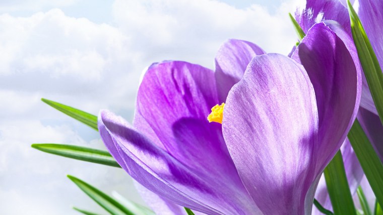 Весенние цветы крокусы