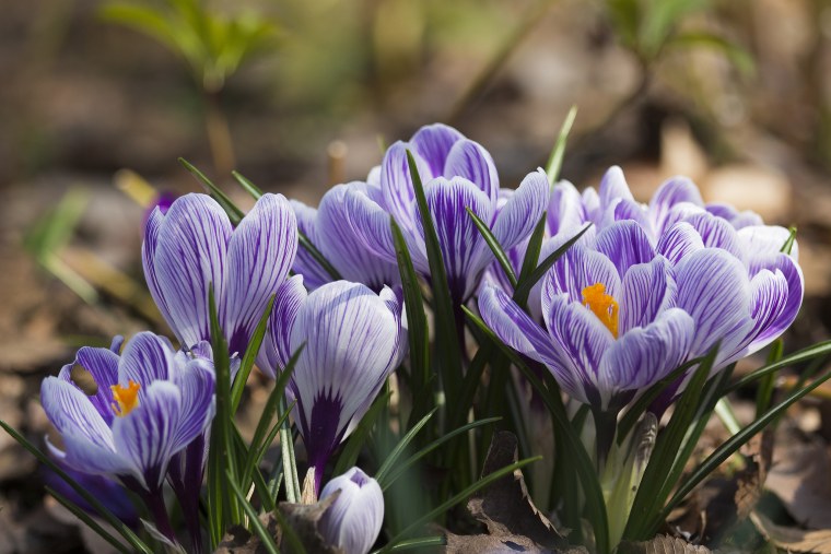 Весна крокусы