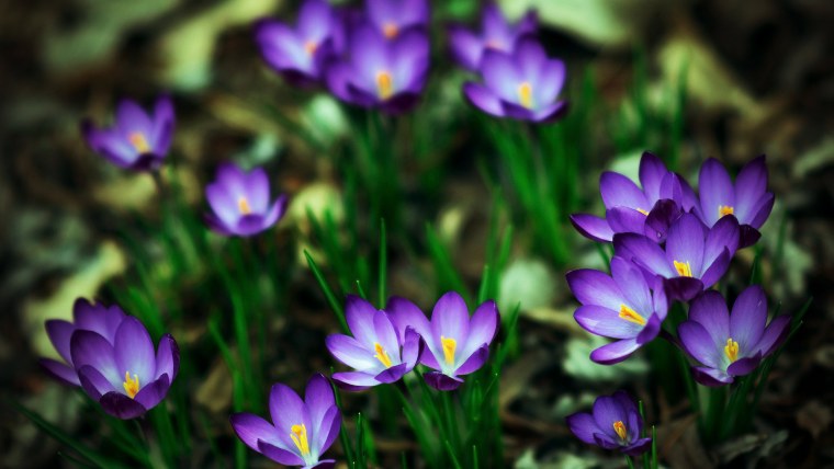 Поля крокусов Голландия