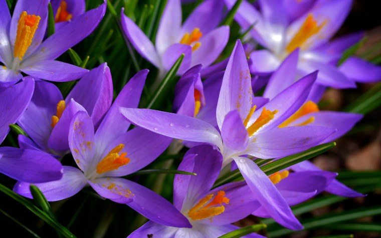 Цветы крокусы первоцветы