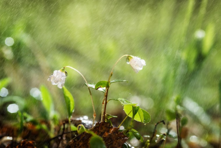 Природа дождь