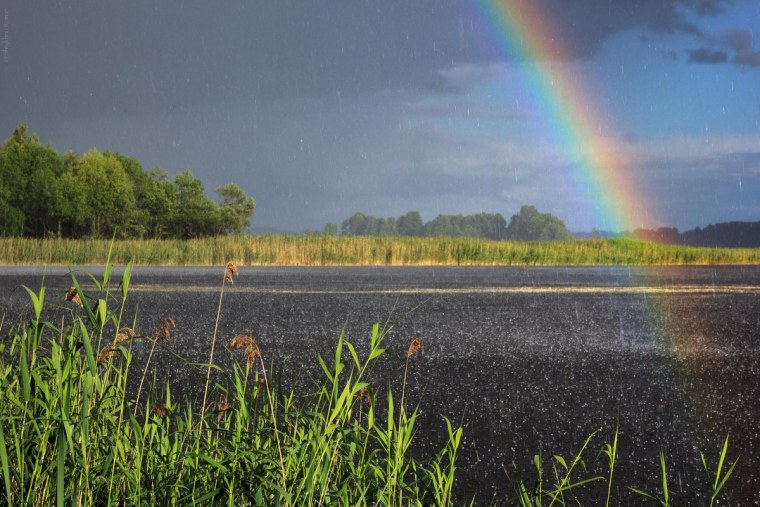 Розы под дождем