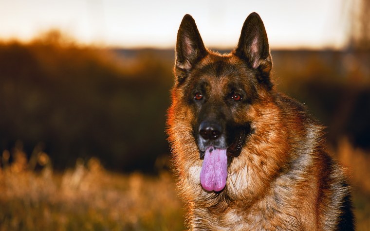 German Shepherd немецкая овчарка