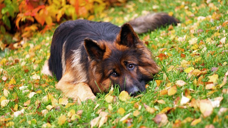 Красивые собаки