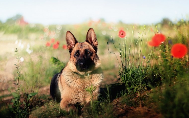 Овчарка на природе