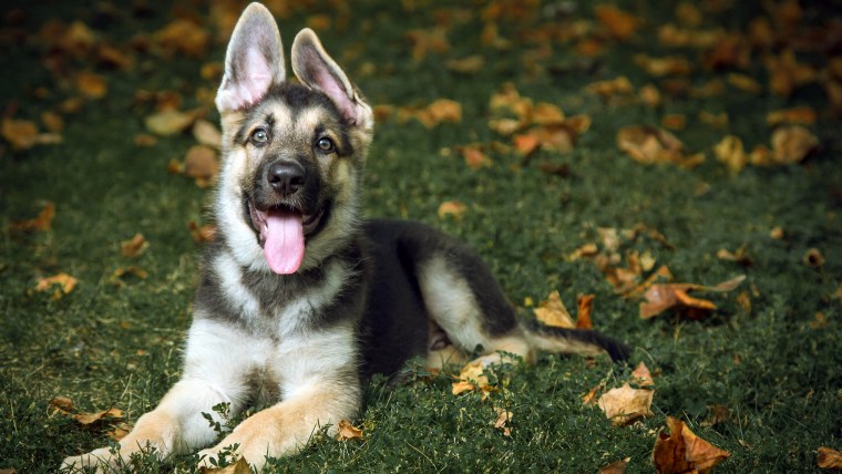 Собака немецкая овчарка