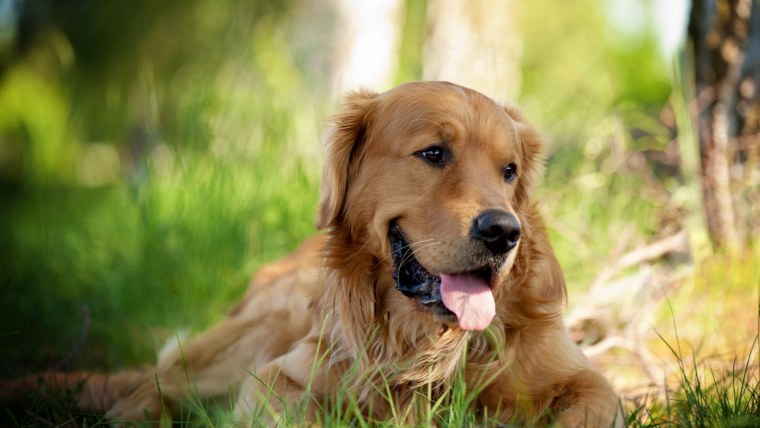 Золотистый ретривер Энцо